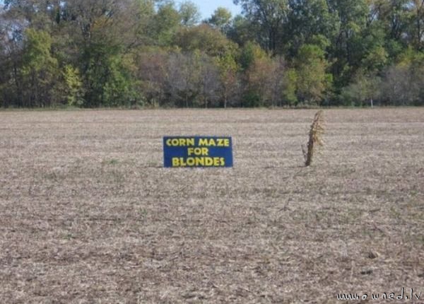 Corn maze for blondes