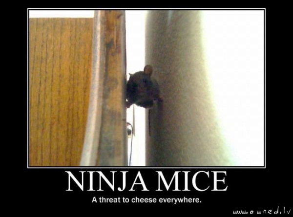 Ninja mice