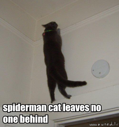 Spiderman cat leaves no one behind
