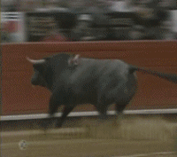 Bull jumps into crowd during bullfighting