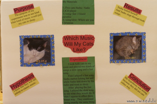 Which music will my cats like ?