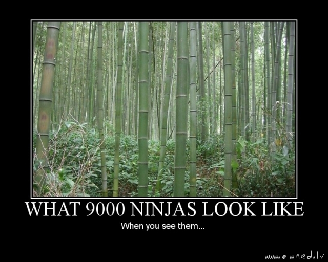 9000 ninjas
