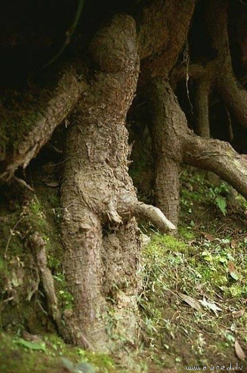Horny tree