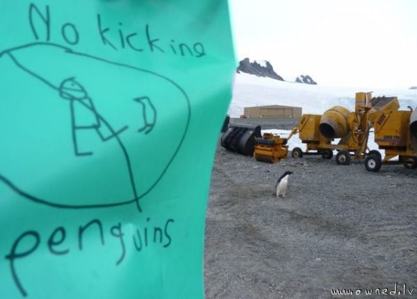 No kicking penguins