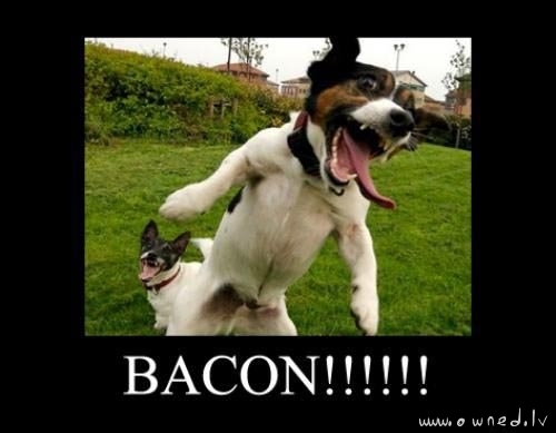 Bacon !!!