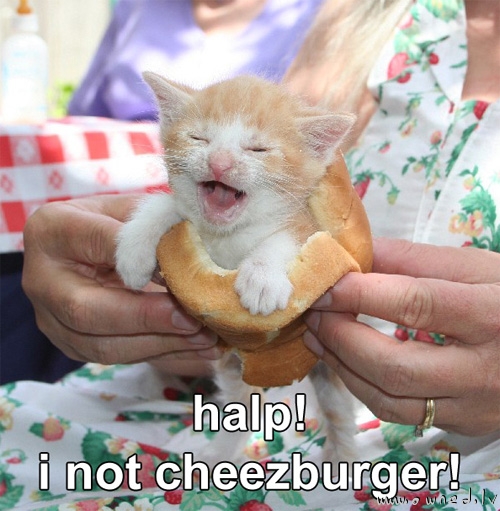 Halp! I not cheezburger !
