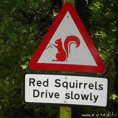 Red squirrels drive slowly