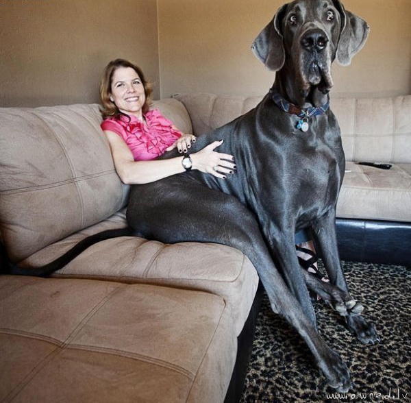 Giant dog