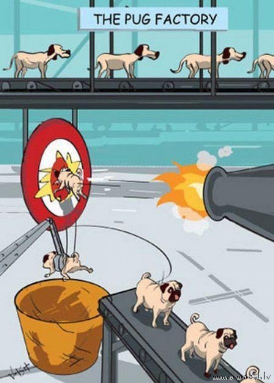 The pug factory