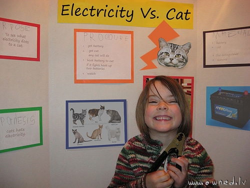 Electricity vs cat