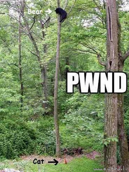 Pwnd