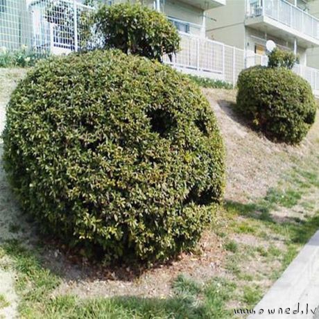 Strange bush art