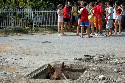 Sewer horse is watching you