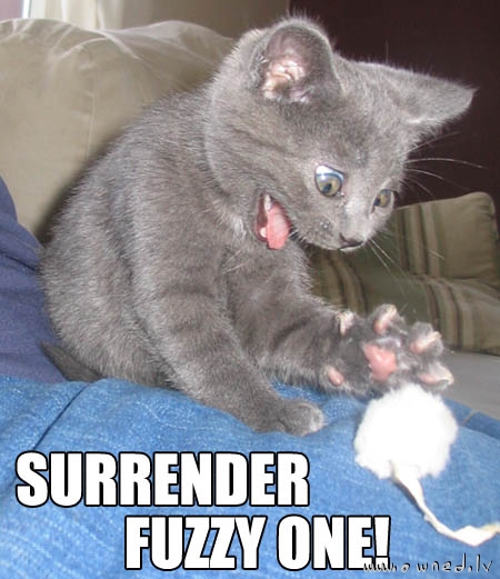 Surrender fuzzy one !