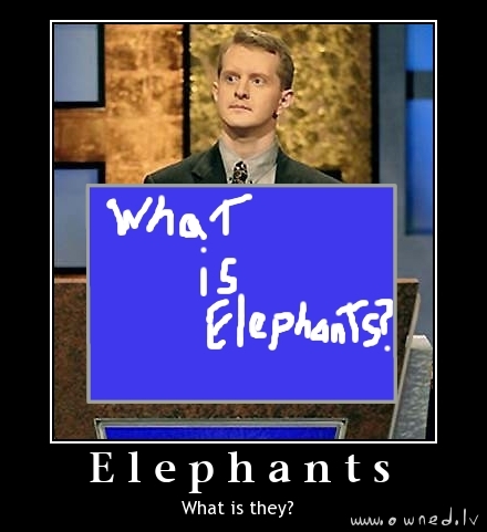 What is elephants ?