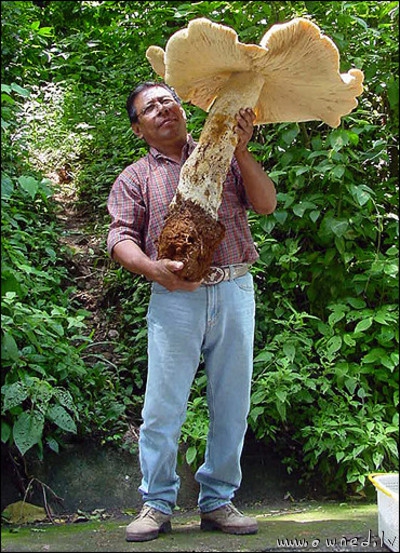 Giant mushroom