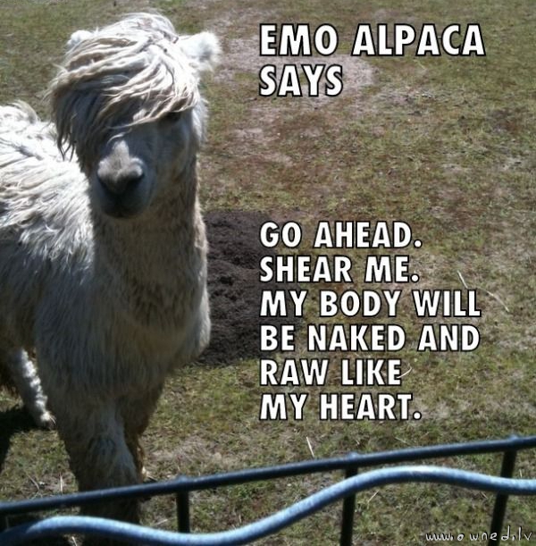 Emo alpaca