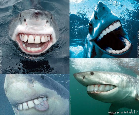 Funny sharks