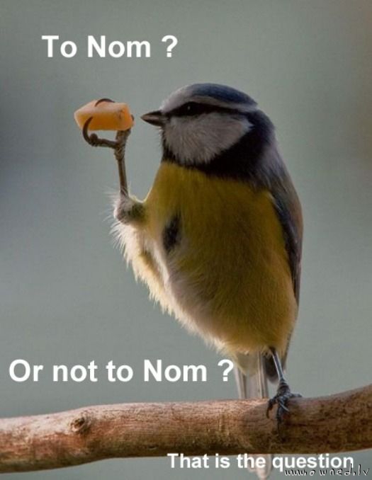 To nom or not to nom ?