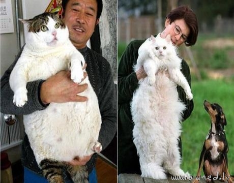 Huge cats