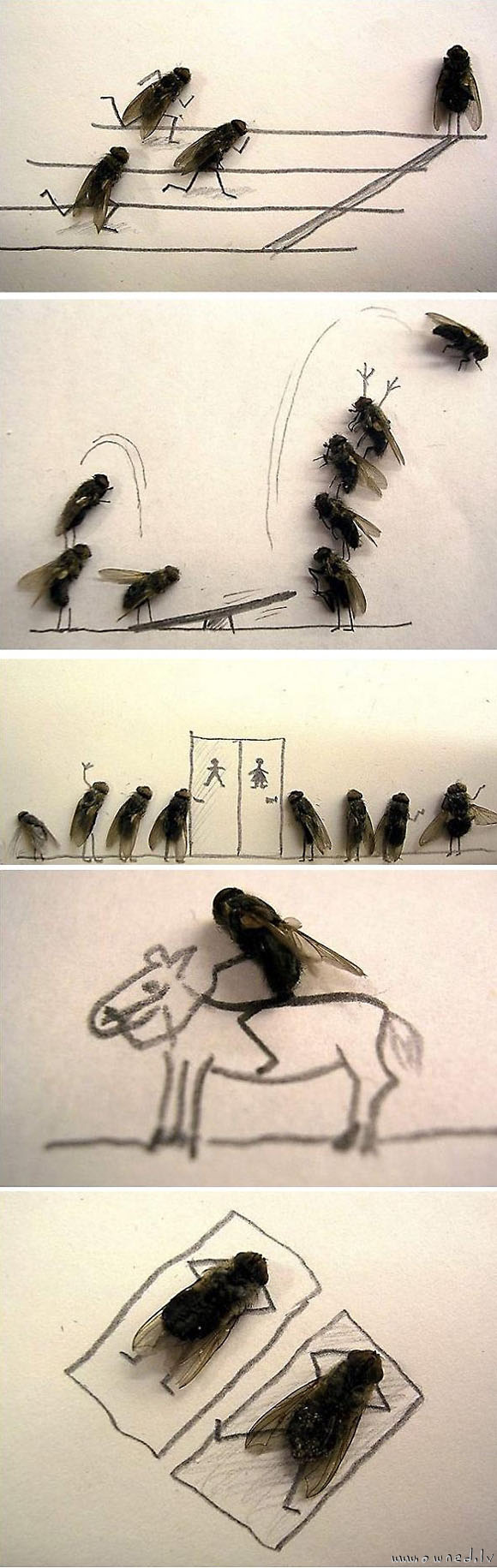 Dead flies art