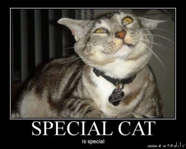 Special cat