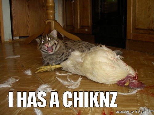I has a chiknz
