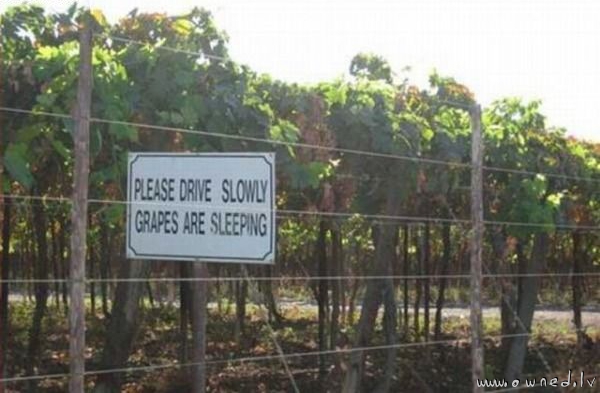 Grapes are sleeping