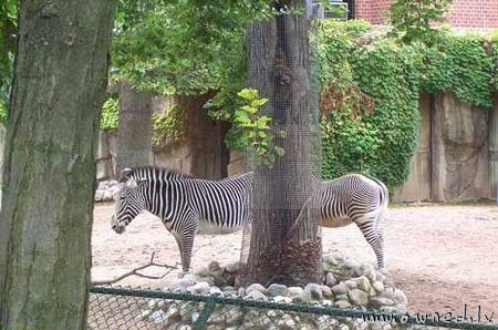 Long zebra