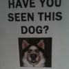 Have you seen this dog ?